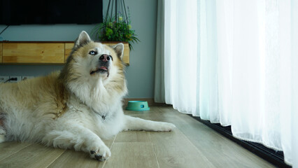 Senior mixed breed dog lying donw on timber floor in the house with sheer curtain