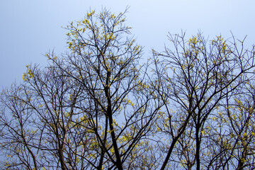 New growth on plants and trees announces the arrival of the summer season