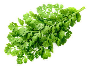 fresh coriander isolated on white background, top view