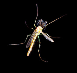 Mosquito on a black background.