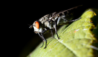Portrait of a fly on a green leaf.