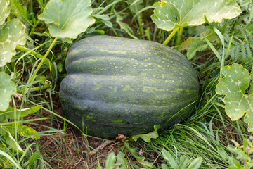 Ripe pumpkin in the vegetable garden.