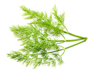 fresh dill herb isolated on white background