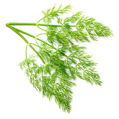 fresh dill herb isolated on white background