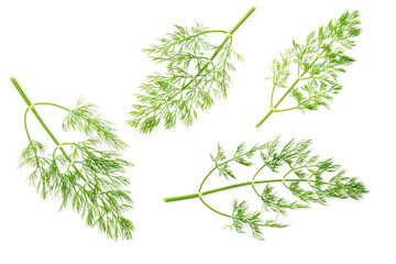 collection of fresh dill herb isolated on white background, top view