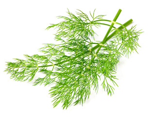 fresh dill herb isolated on white background