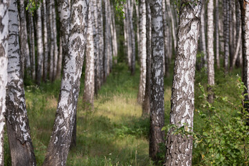 Naklejka premium landscape of birch grove