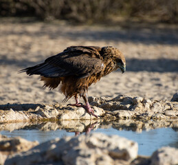 Bateleur Eagle