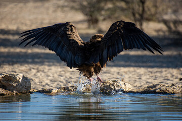 Bateleur Eagle