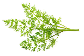 fresh dill herb isolated on white background