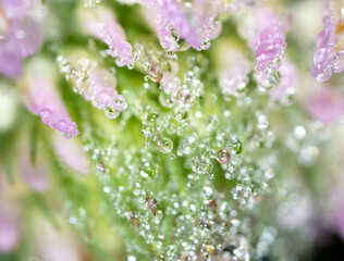 Dew drops on a clover flower.