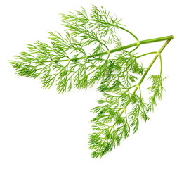 fresh dill herb isolated on white background