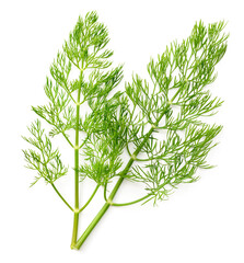 fresh dill herb isolated on white background, top view