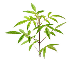 fresh lemmon's marigold (tagetes lemmonii) leaves isolated on white background