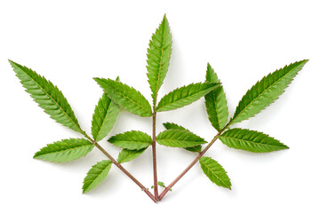 fresh lemmon's marigold (tagetes lemmonii) leaves isolated on white background, top view