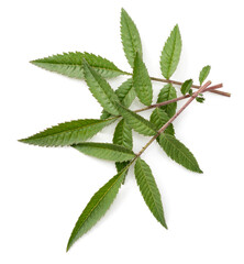 fresh lemmon's marigold (tagetes lemmonii) leaves isolated on white background, top view