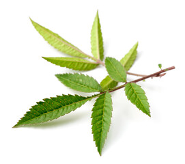 fresh tagetes lemmonii isolated on white background