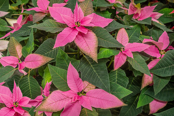 floral christmas background of bright pink poinsetia flowers