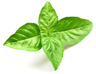 fresh lemon basil isolated on white background