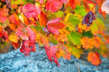 Foliage leaves colors in autumn season, red and yellow shades.
