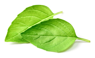 Fototapeta premium fresh lemon basil leaves isolated on white background