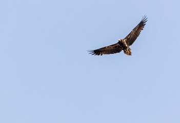 Flying Eurasian vulture in sky
