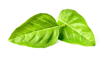 fresh lemon basil leaves isolated on white background