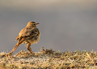 Field Pipit with a damaged leg