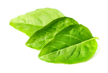 fresh lemon basil leaves isolated on white background