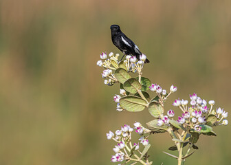 Bush chat on a flower plant