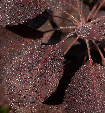 Close up of red continue or smoke bush foliage with morning dew
