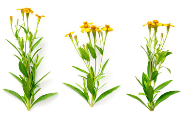 fresh sweet marigold flowers isolated on white background, top view