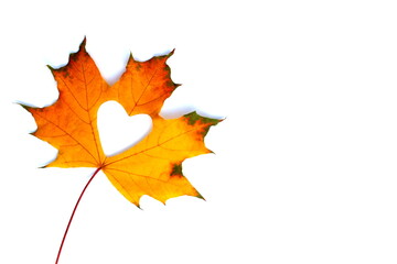 Autumn yellow maple leaf lies on a white isolated background. A heart is cut inside the sheet.
