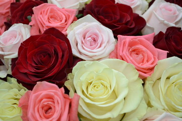 Roses of different colors close-up.