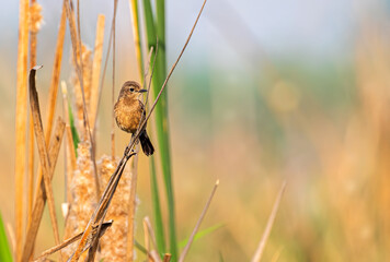 Bush Chat Female on a plant