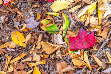 Colorful leaves on the ground in foliage season.