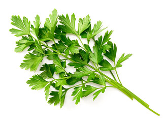 fresh flat-leaf parsley herb isolated on white background, top view