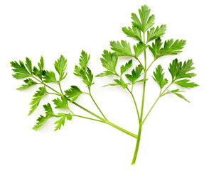 fresh flat-leaf parsley herb isolated on white background, top view