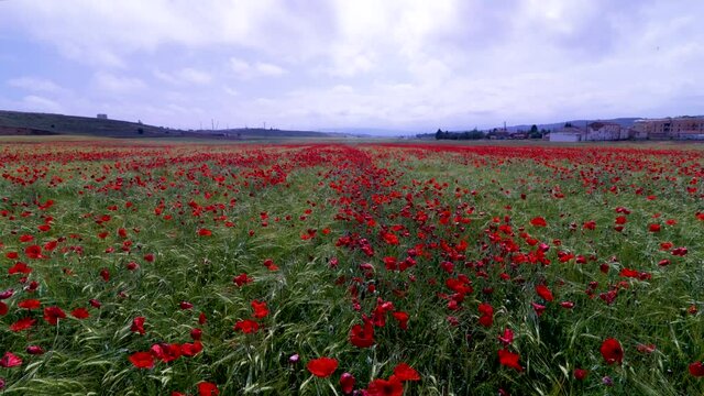 landscape of rural inland spain, wheat fields littered with red poppies, papaver flower