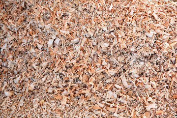Sawdust or wood dust texture background. Close up view.