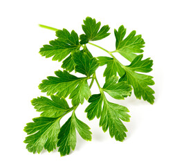 fresh flat-leaf parsley herb isolated on white background