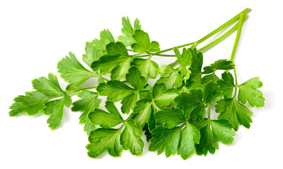 fresh flat parsley isolated on white background