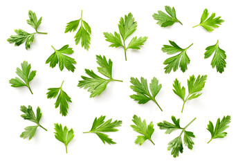 fresh flat parsley isolated on white background, top view