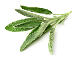 fresh sage herb isolated on white background