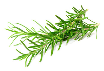 fresh rosemary isolated on white background