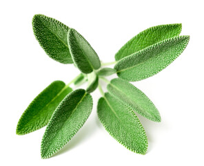 fresh sage herb isolated on white background
