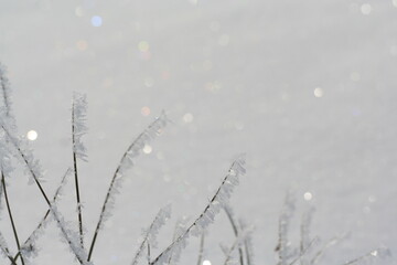 frost covered grass