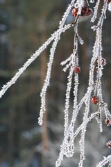 Frost on a apple tree branches