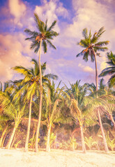 Obraz na płótnie Canvas Morning Mist at a Tropical Beach