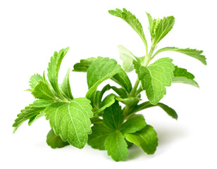 fresh stevia isolated on white background